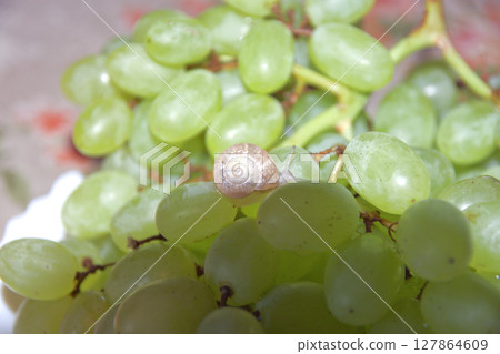 small snail crawls on the berry of large grape bunch, in the shade small snail crawls on the berry of large grape bunch, in the shade 127864609