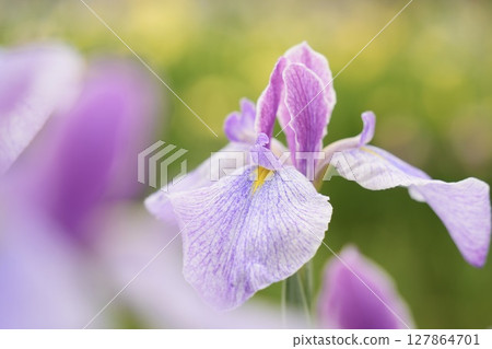 Beautiful pale purple and pink irises in early summer 127864701