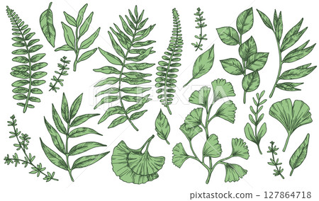 Set of green tropical forest leaves. Vector illustration in sketch style. 127864718
