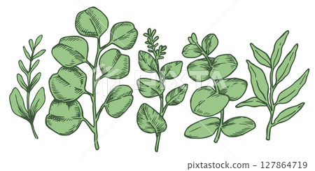 Set of tropical green eucalyptus leaves. Vector illustration in sketch style Set of tropical green eucalyptus leaves. Vector illustration in sketch style 127864719