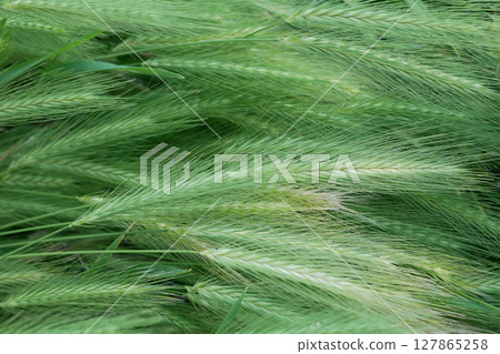 Wild barley grass textured background Wild barley grass textured background 127865258
