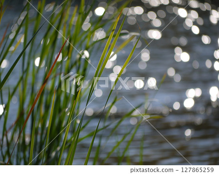 Grass at the background of blurred water 127865259