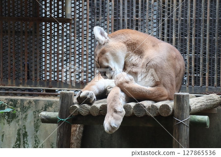 彪馬美容 127865536