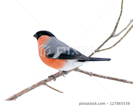 Male bullfinch sitting on branch isolated on white background. One cute bullfinch birds in wildlife nature. Eurasian bullfinch with red chest on tree branch, isolated with clipping path 127865539