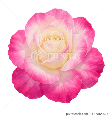 迷人的雙色阿布拉卡達布拉玫瑰水彩插畫素材（帶透明背景） 127865823