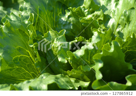 Fresh leaf lettuce leaves bathed in sunlight Fresh leaf lettuce leaves bathed in sunlight 127865912