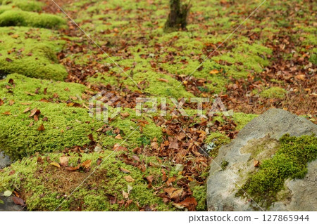 Moss and fallen leaves, late autumn ground, walking path 127865944