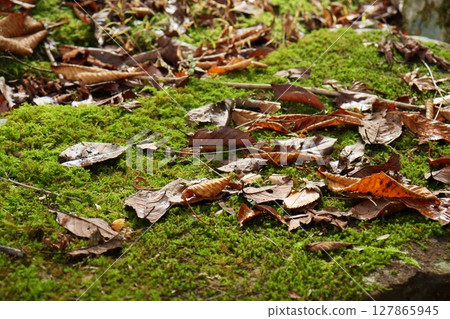 Moss and fallen leaves, late autumn ground, walking path 127865945