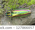 Auspicious Jewel Beetle Auspicious Jewel Beetle 127866057