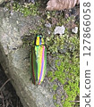 Auspicious Jewel Beetle Auspicious Jewel Beetle 127866058