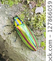 Auspicious Jewel Beetle Auspicious Jewel Beetle 127866059