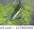 Auspicious Jewel Beetle Auspicious Jewel Beetle 127866060