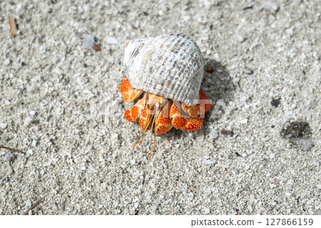 Hermit crab on a white sand beach in Maupiti, French Polynesia Hermit crab on a white sand beach in Maupiti, French Polynesia 127866159