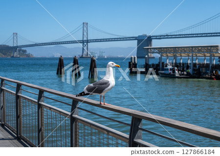 Seagull resting on a wooden railing with Oakland Bay Bridge behind Seagull resting on a wooden railing with Oakland Bay Bridge behind 127866184