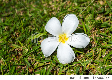 Frangipani Flower on Tahaa Island, French Polynesia 127866186
