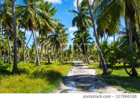 Coconut tree path on Tikehau Atoll, Tuamotus, French Polynesia 127866188