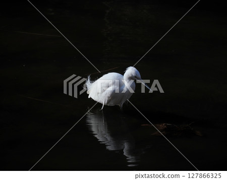 Search for bait Search for bait 127866325