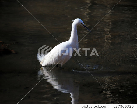 Search for bait Search for bait 127866326