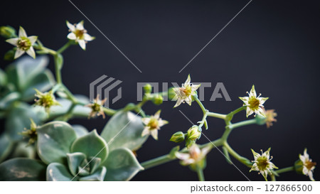 Beautiful mother of pearl or ghost plant succulent flowers with black background. Close up of cactus flower. Field of depth and blur is done intentionally Beautiful mother of pearl or ghost plant succulent flowers with black background. Close up of cactus flower. Field of depth and blur is done intentionally 127866500