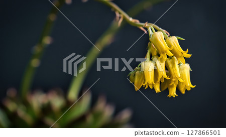 Beautiful mother of pearl or ghost plant succulent flowers with black background. Close up of cactus flower. Field of depth and blur is done intentionally 127866501