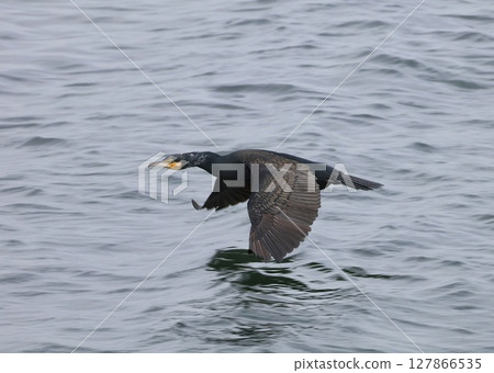 Flying cormorant Flying cormorant 127866535