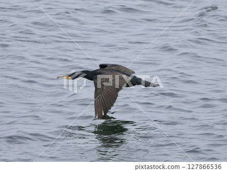A cormorant takes off A cormorant takes off 127866536