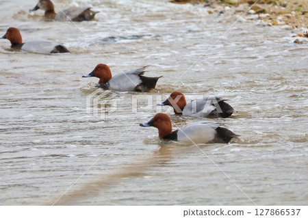 A flock of wigeons swimming in the winter river 127866537