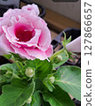 粉色可愛的花朵 127866657