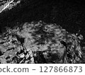 Tree rings 127866873