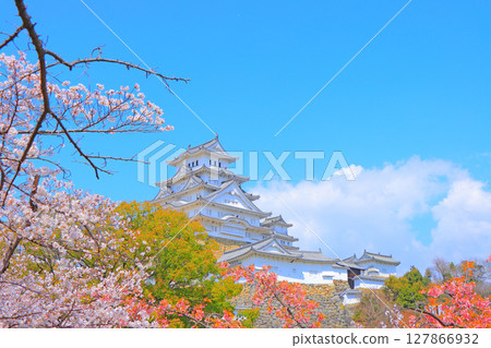 兵庫縣姬路市櫻花盛開和姬路城的景色 兵庫縣姬路市櫻花盛開和姬路城的景色 127866932
