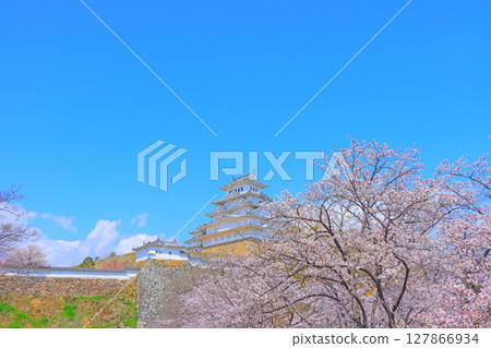 兵庫縣姬路市櫻花盛開和姬路城的景色 127866934