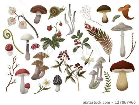 Mushrooms, berries, plants and leaves isolated. Vector. 127867466
