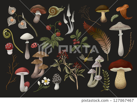 Mushrooms, berries, plants and leaves isolated. Vector. 127867467