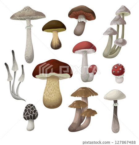 Different mushrooms isolated. Vector. Different mushrooms isolated. Vector. 127867488