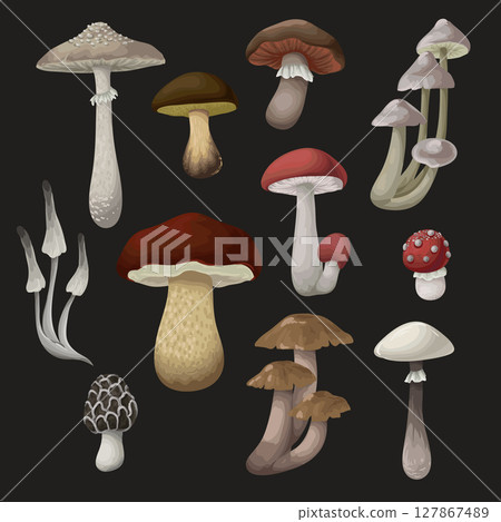 Different mushrooms isolated. Vector. Different mushrooms isolated. Vector. 127867489