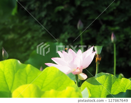 Honeybee on blooming lotus 127867649