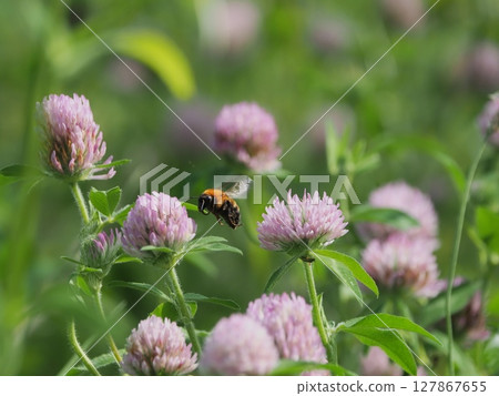 紅三葉草與虎斑野鴨黃蜂 127867655