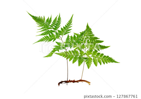 Isolated Fern Plant with Root. Transparent PNG for Botanical Design Green Fern with Root Realistic Plant PNG for Natural Decor 127867761