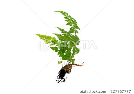 Isolated Fern Plant with Root. Transparent PNG for Botanical Design Green Fern with Root Realistic Plant PNG for Natural Decor Isolated Fern Plant with Root. Transparent PNG for Botanical Design Green Fern with Root Realistic Plant PNG for Natural Decor 127867777