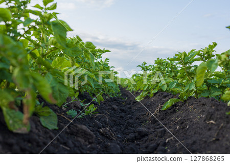 Healthy potato plants flourish in fertile soil under a clear blue sky, showcasing the agricultural beauty of the countryside 127868265