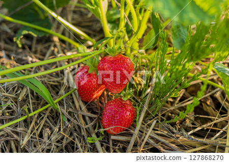 Three ripe strawberries sit among green leaves and straw, showcasing their bright red color and juicy freshness in a sunny field Three ripe strawberries sit among green leaves and straw, showcasing their bright red color and juicy freshness in a sunny field 127868270
