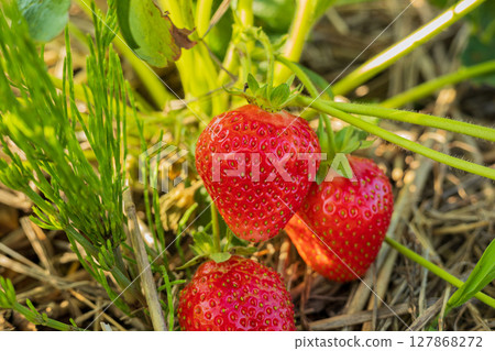 Juicy strawberries ripen on the vine, showcasing vibrant red color in a sunny garden, ready for harvest and enjoyment 127868272