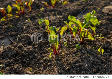 Beetroot plants are emerging from dark, fertile soil and basking in warm sunlight on a local farm during late spring 127868274