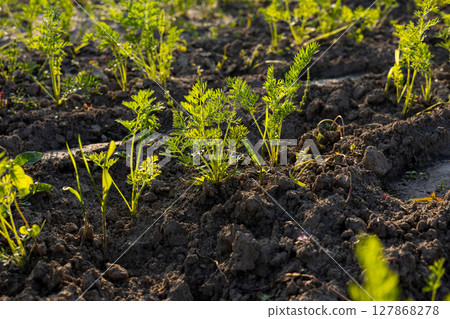 Carrot plants with bright green tops are thriving in well-tilled soil, soaking in the warm sunlight of the morning 127868278