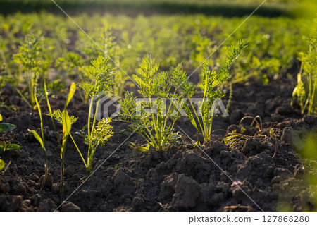 Healthy carrot plants thrive in rich soil, basking in warm sunlight, showcasing vibrant green foliage in a verdant garden Healthy carrot plants thrive in rich soil, basking in warm sunlight, showcasing vibrant green foliage in a verdant garden 127868280