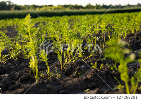 Fresh carrot plants grow vibrantly in rich soil, basking in the warm sunlight on a tranquil farm during the growing season Fresh carrot plants grow vibrantly in rich soil, basking in the warm sunlight on a tranquil farm during the growing season 127868281