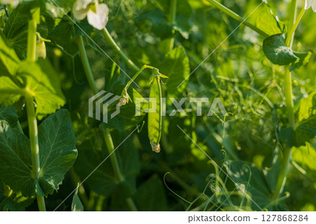 A vibrant green pea pod is seen nestled among leafy vines in a sunlit garden, showcasing the beauty of nature's bounty 127868284