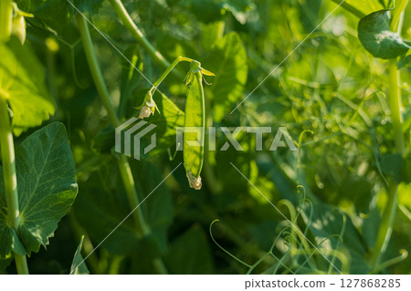 A green pea pod rests among vibrant leaves in a garden, showcasing its round seeds and rich greenery in warm sunlight 127868285