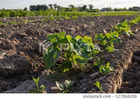 Green pumpkin plants grow vigorously in a field with rich soil under bright sunlight on a clear day in spring Green pumpkin plants grow vigorously in a field with rich soil under bright sunlight on a clear day in spring 127868289