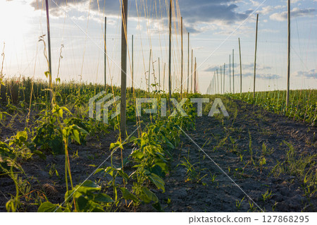 Bean plants are growing in neat rows supported by poles, set in a green field under a blue sky illuminated by the setting sun 127868295